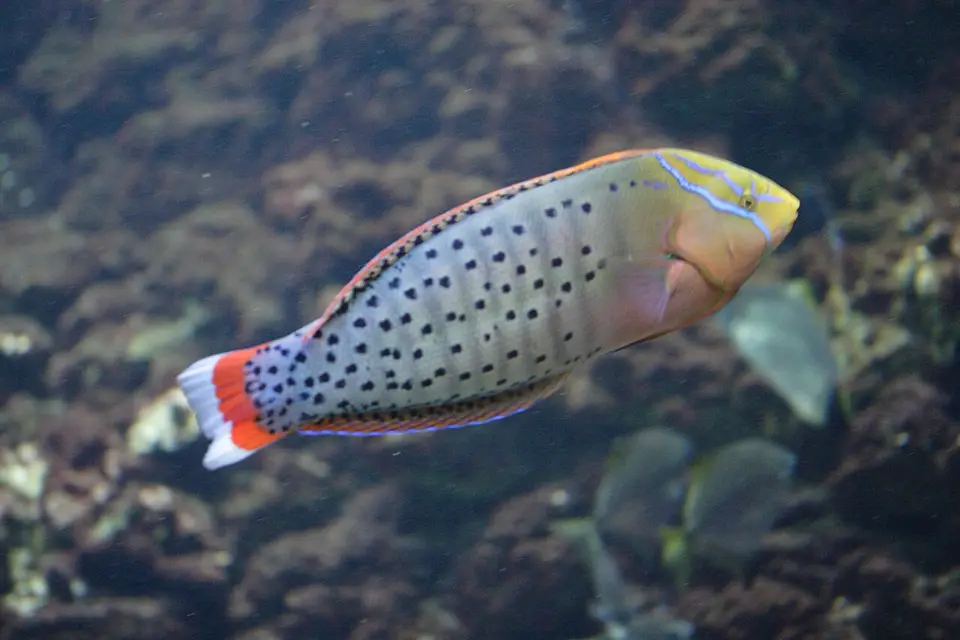 Labro Coris Africano