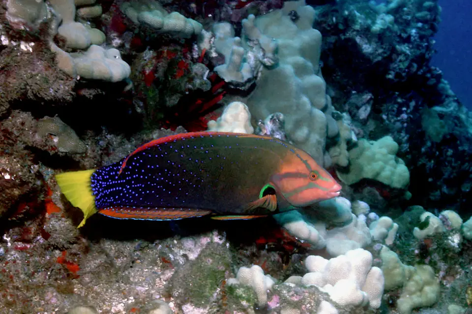Yellowtail Coris