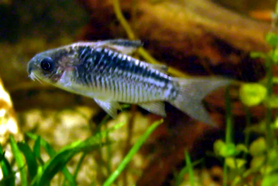 Corydoras Elegans