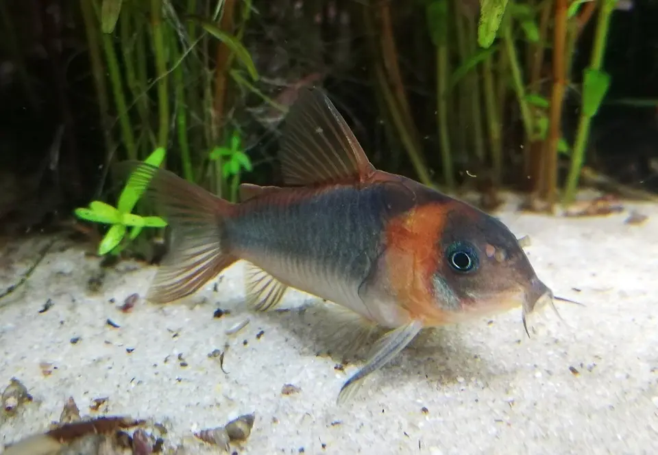 Corydoras Eques