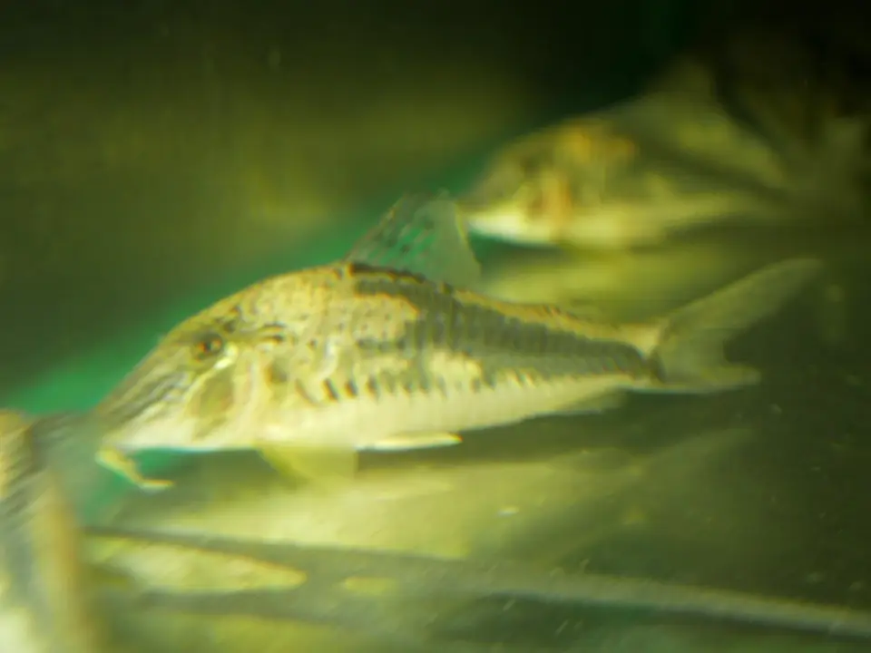 Corydoras de Fowler