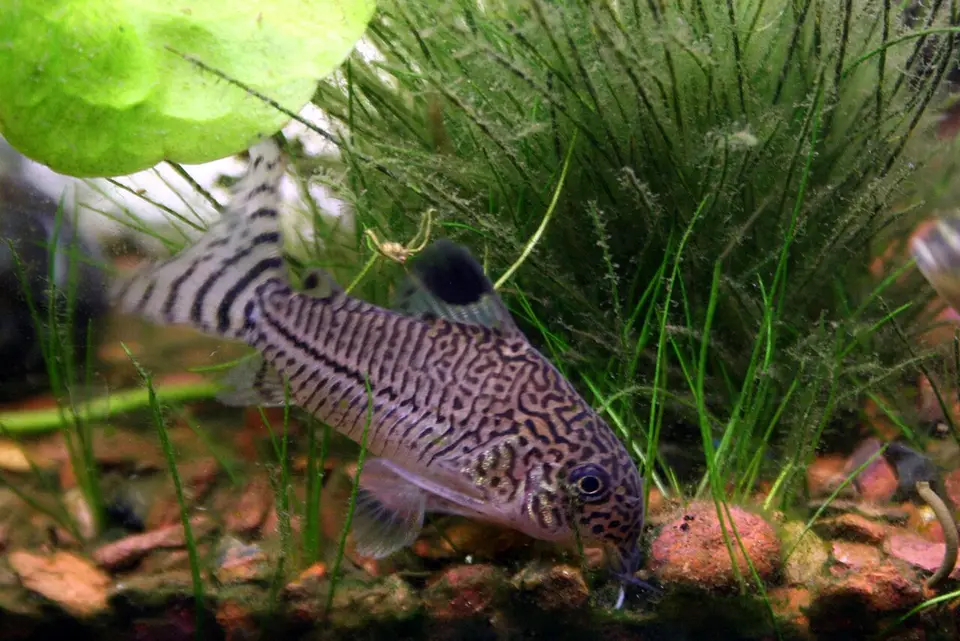 Corydoras Julii