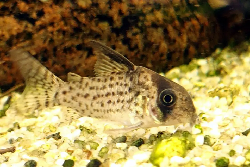 Corydoras Kanei