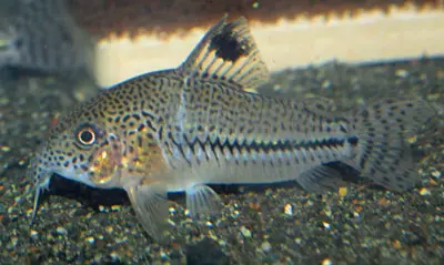 Corydoras Leopardus