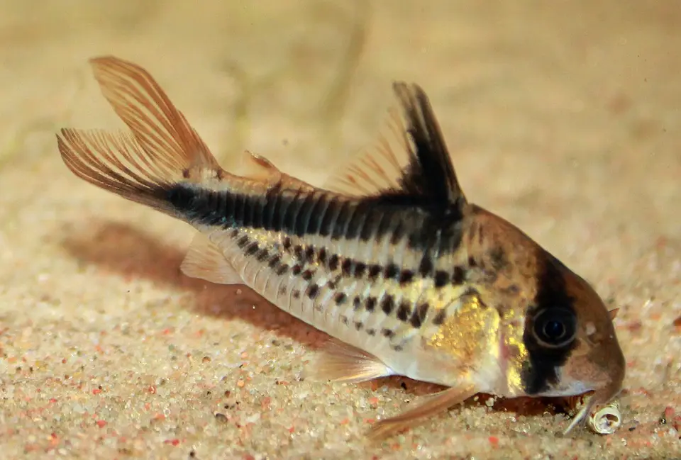 Corydoras Loxozonus