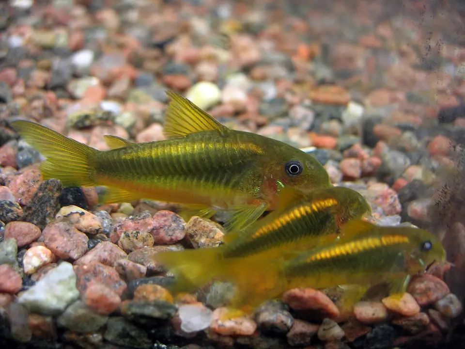 Corydoras Melanotaenia