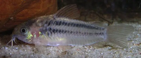 Corydoras Nanus