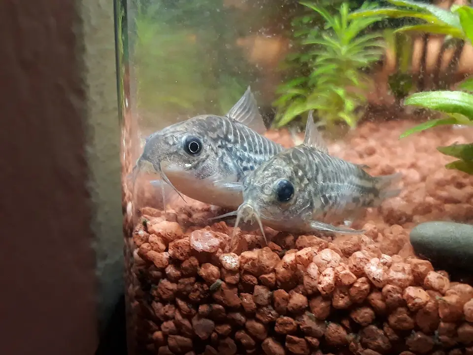 Corydoras Napoensis