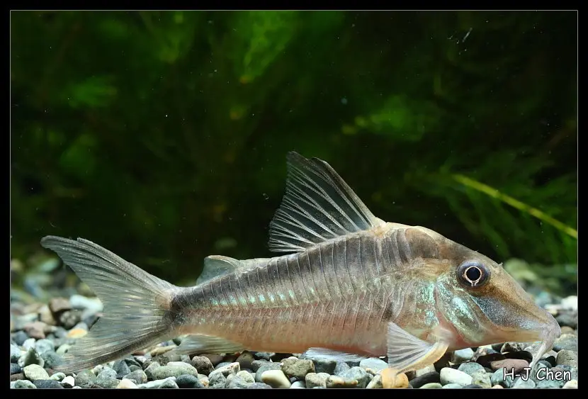 Coridora narcissus