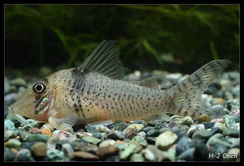 Pastaza-Corydoras