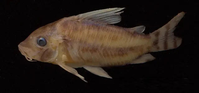 Corydoras Pulcher