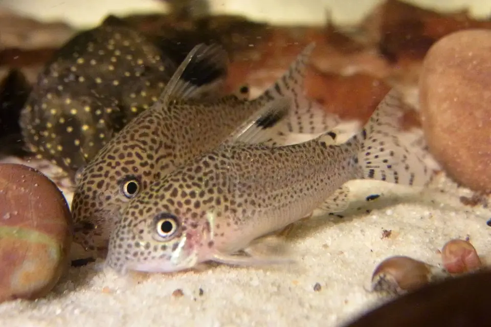 Corydoras Punctatus