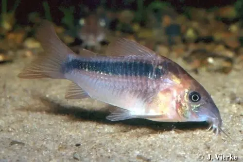 Corydoras rabauti