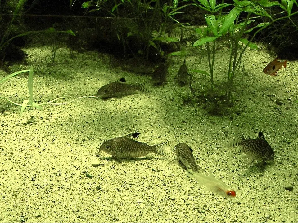 Corydoras Reticulatus