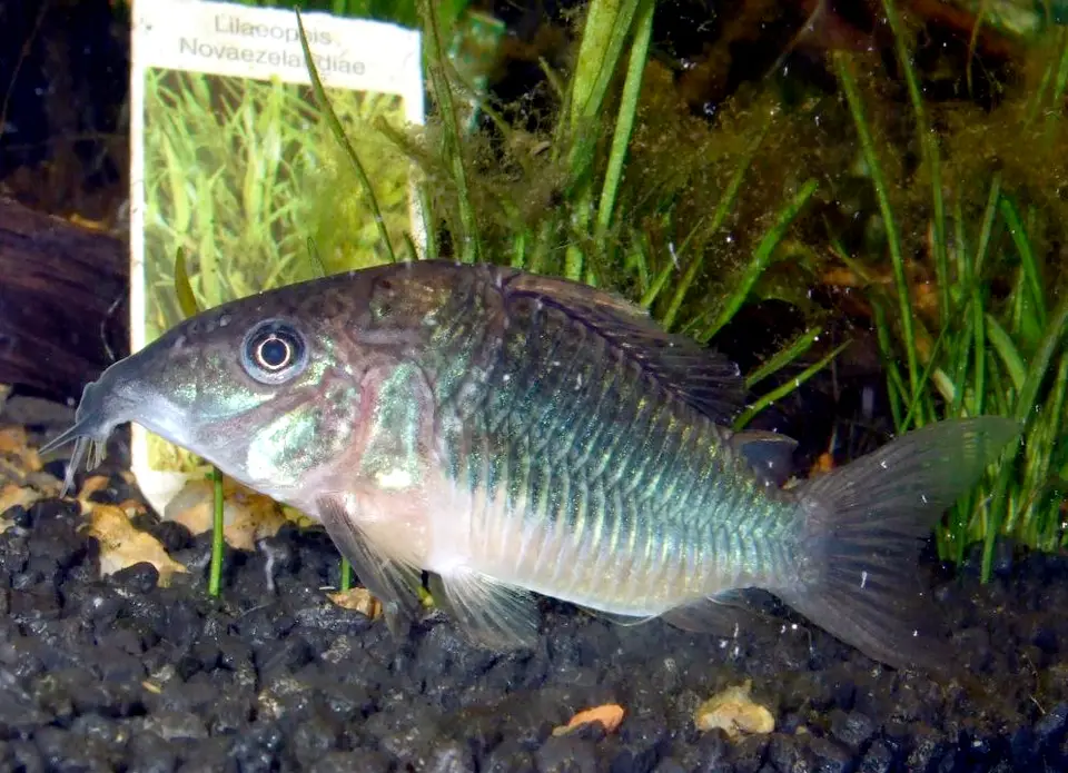 Corydoras Brochis