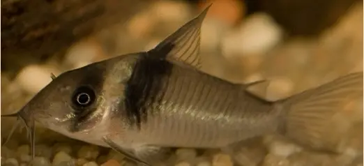 Corydoras Virginiae