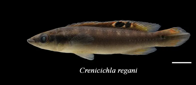 Crenicichla Regani
