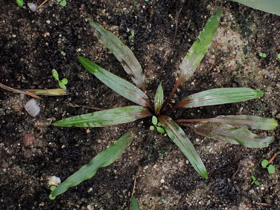 Cryptocoryne Albida