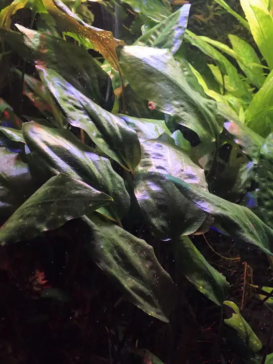 Cryptocoryne Cordata