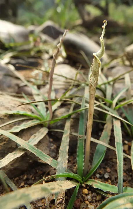 Cryptocoryne retrospiralis
