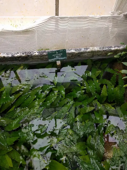 Cryptocoryne Undulata