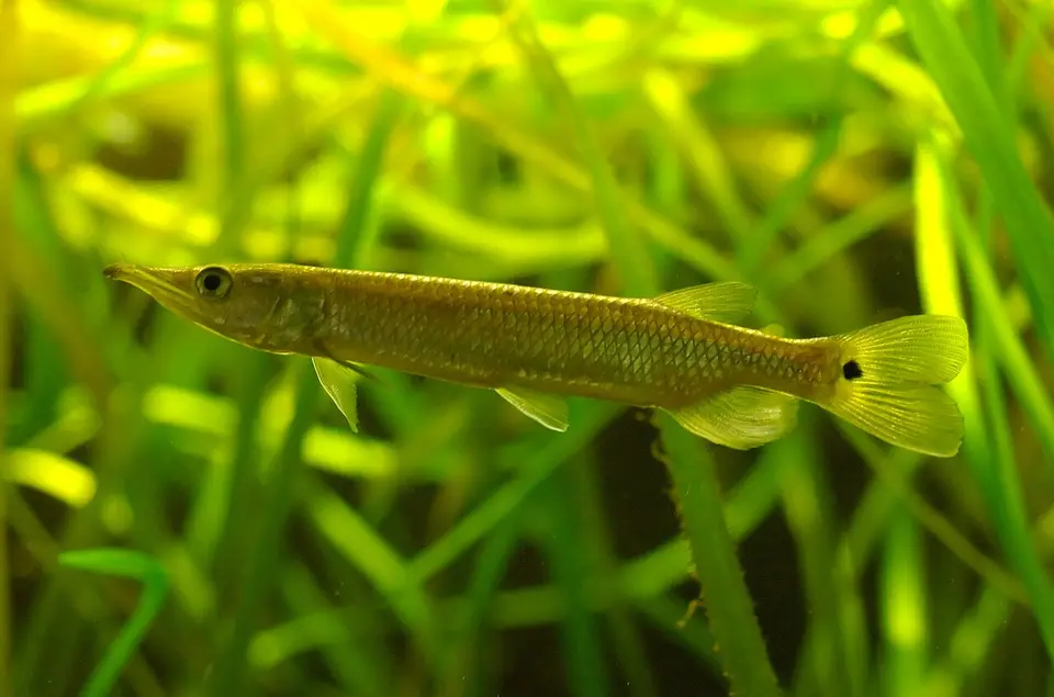 Hujeta Needlefish