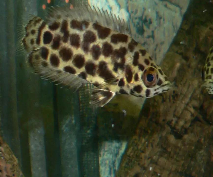 Ctenopoma Leopardo