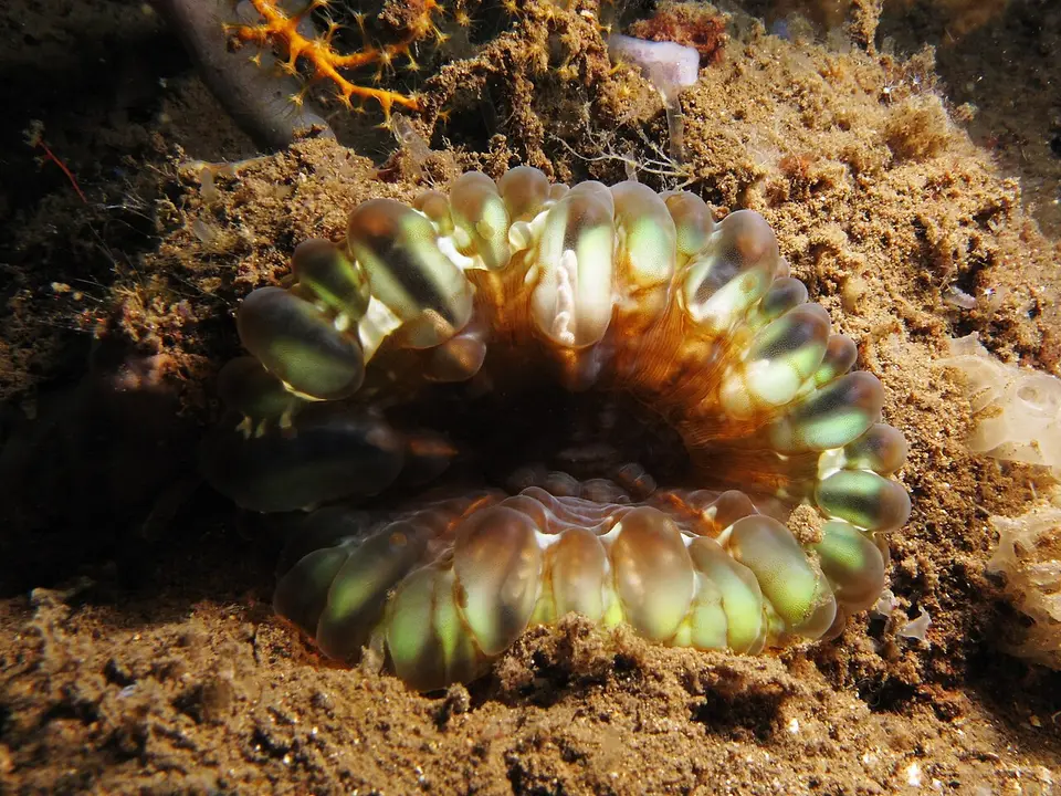 Coral Lágrima
