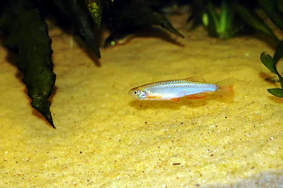 Danio Perla