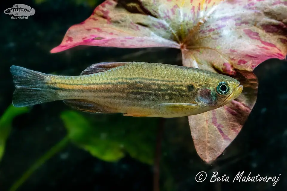 Danio Dangila