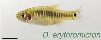 Danio Esmeralda