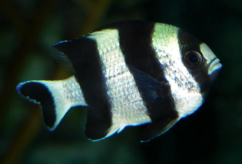 Dascyllus Cola Negra