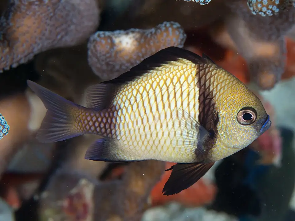 Net-spotted Dascyllus