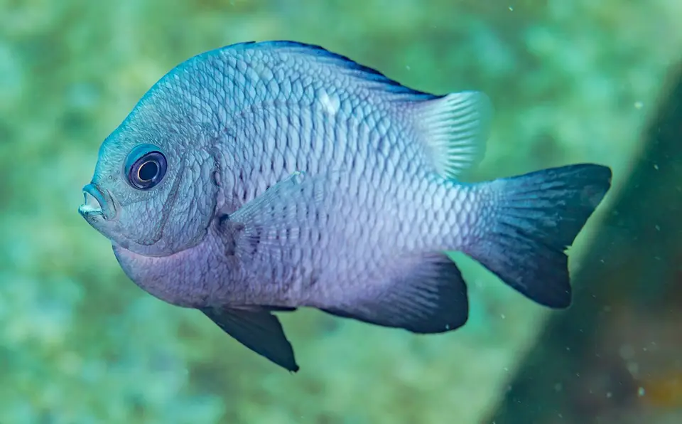 Dascyllus Dominó