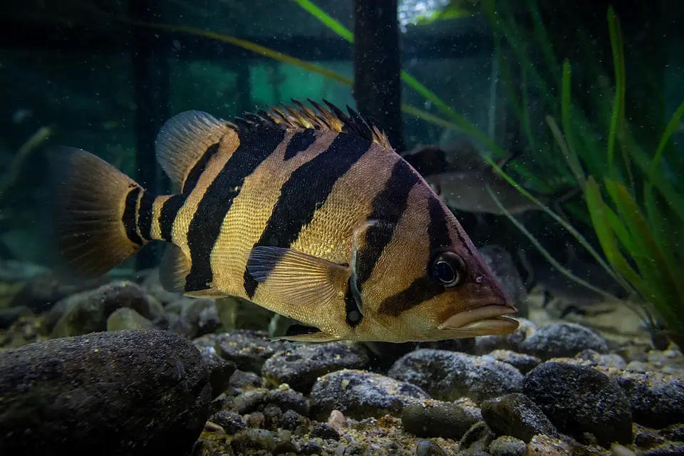 Datnioides