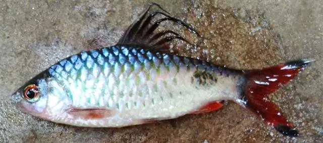 Barbo Filamentoso