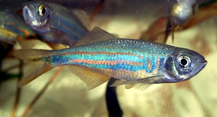 Danio de Malabar