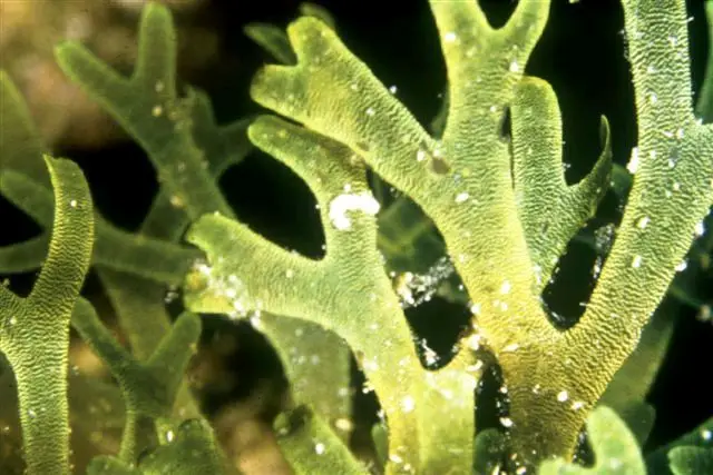 Alga Dictyota