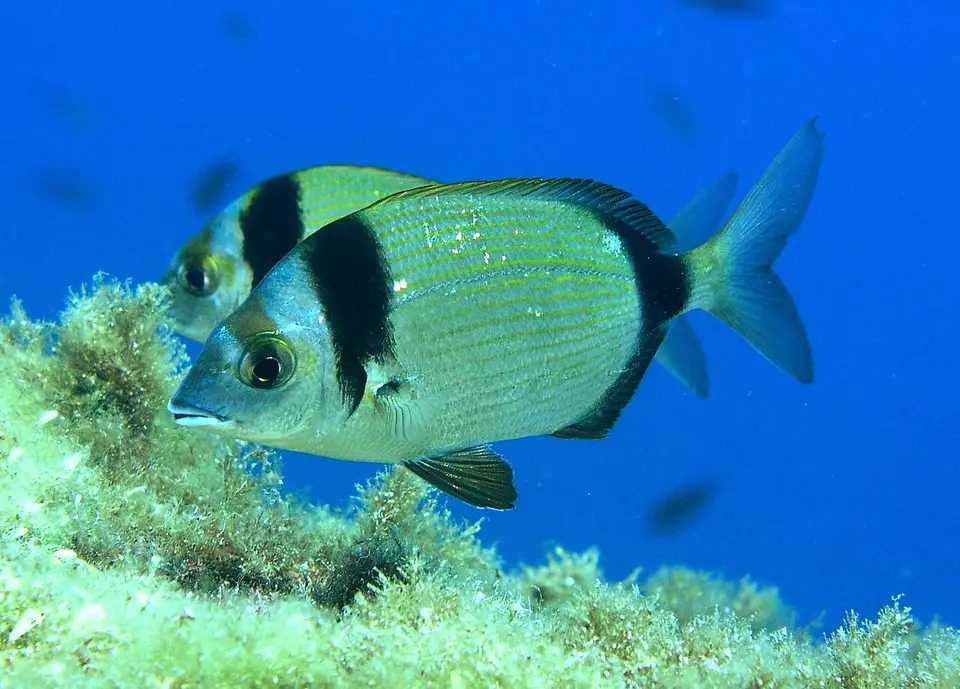 Mojarra