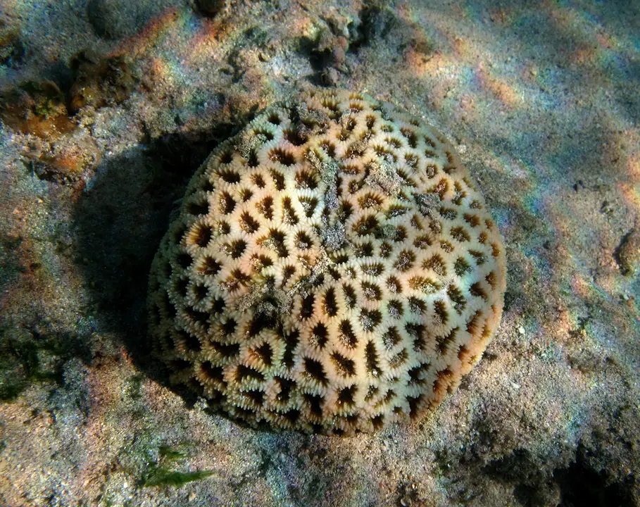 Coral Favia