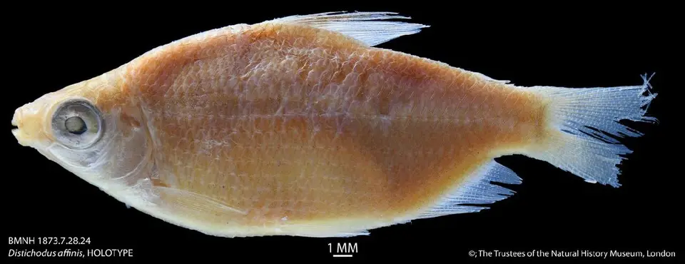 Distichodus Affinis