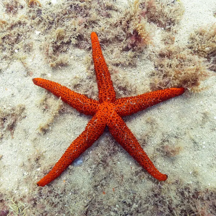 Estrella Roja Mediterránea