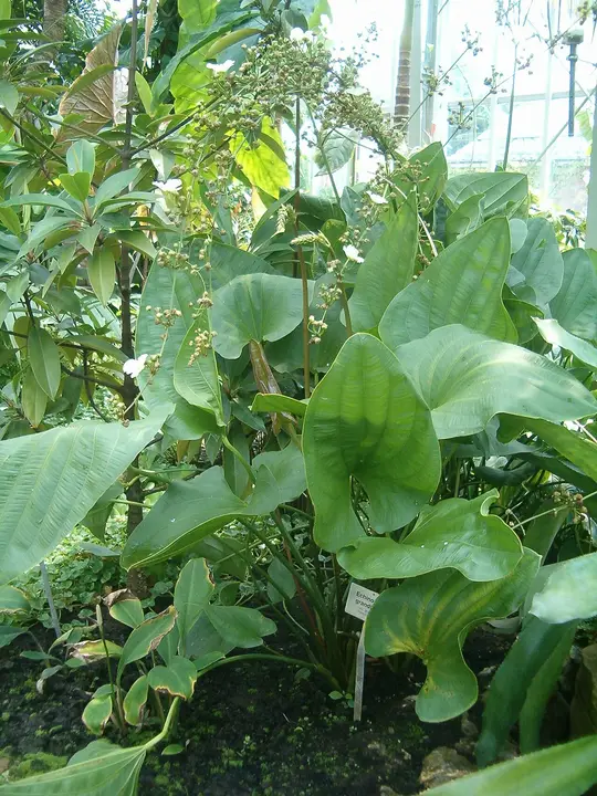 Echinodorus Grandiflorus
