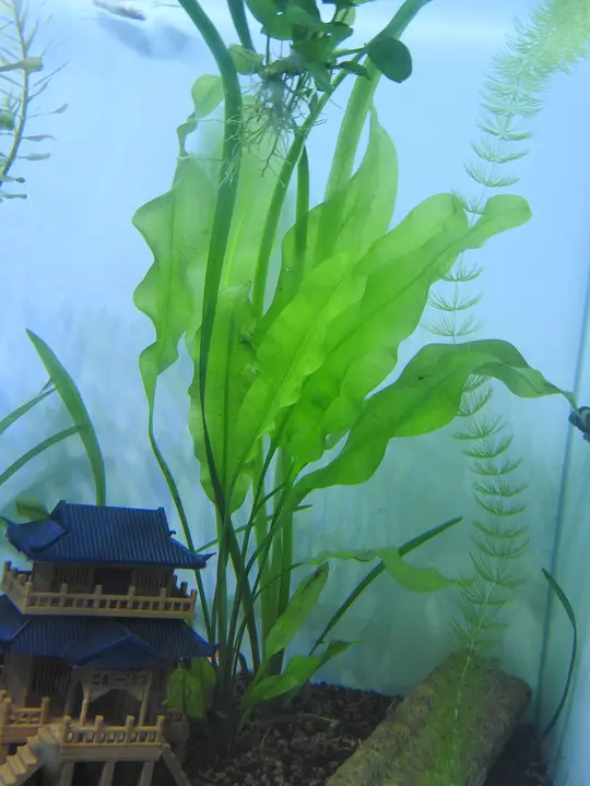Espada Tropica