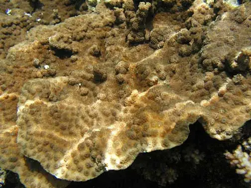 Coral Ramificado Púrpura