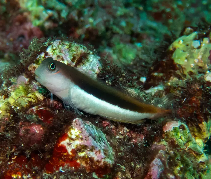 Bicolor Blenny