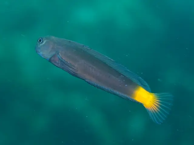 Blenio de Namiye