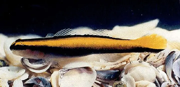 Gobio Limpiador Amarillo