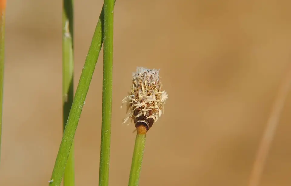 Montevideo Hairgrass