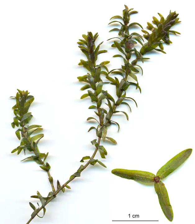 Elodea del Canadá